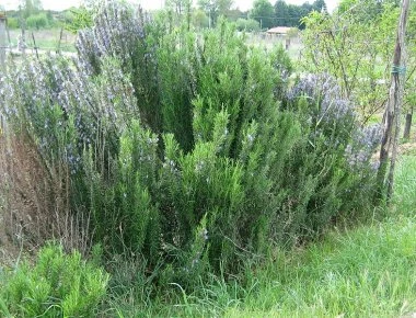 Αυτό είναι το βότανο που ενισχύει την μνήμη κατα 75%